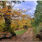 Chemin des châtaigners en automne by Charlottess - Collobrieres 83610 Var Provence France