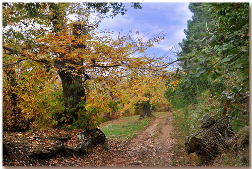 Chemin des châtaigners en automne par Charlottess