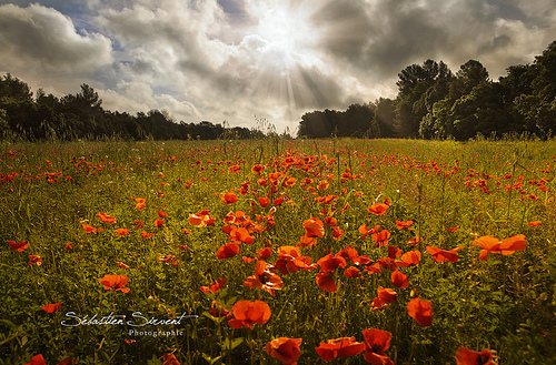 Poppy's Battlefield par Sébastien Sirvent Photographie