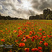 Poppy's Battlefield by Sébastien Sirvent Photographie - Gassin 83580 Var Provence France