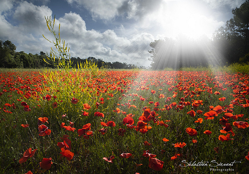 Poppy's revelation by Sébastien Sirvent Photographie