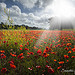 Poppy's revelation par Sébastien Sirvent Photographie - Gassin 83580 Var Provence France