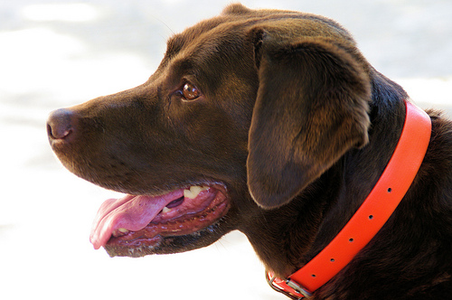 Labrador à Grimaud par Morpheus © Schaagen