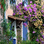Le mur fleuri - Grimaud par Charlottess - Grimaud 83310 Var Provence France