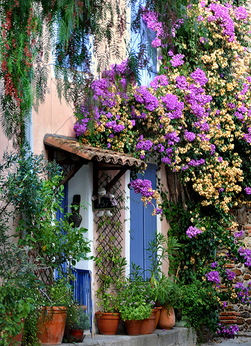 Le mur fleuri - Grimaud by Charlottess