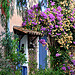 Le mur fleuri - Grimaud by Charlottess - Grimaud 83310 Var Provence France