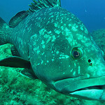 Grouper fish - Scuba diving in Port Cros par chris wright - hull - Port Cros 83400 Var Provence France