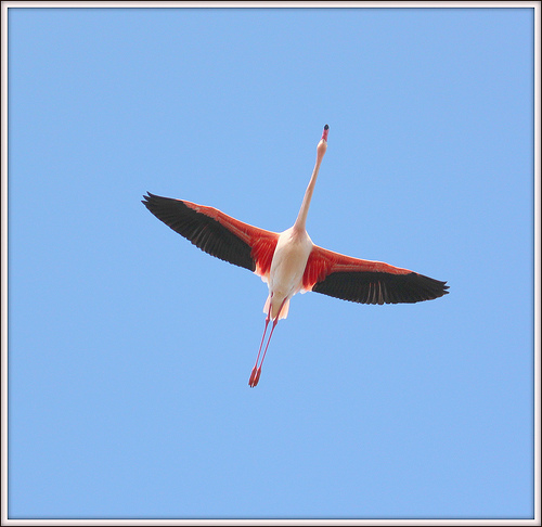 Flamant rose en extension par Vero7506