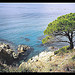 Côte d'Azur - Cap Lardier par g_dubois_fr - La Croix Valmer 83420 Var Provence France