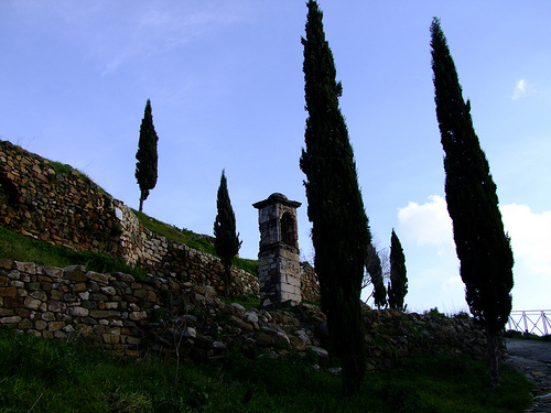 Cyprès à La Garde - Var  by Vaxjo