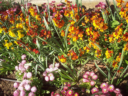 Giroflées. Massif floral. La Garde, Var. by Only Tradition