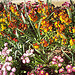 Giroflées. Massif floral. La Garde, Var. par Only Tradition - La Garde 83130 Var Provence France