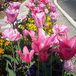Tulipes. Massif floral. La Garde, Var. par Only Tradition - La Garde 83130 Var Provence France
