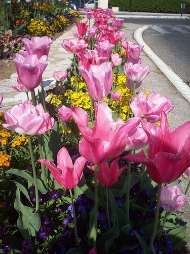 Tulipes. Massif floral. La Garde, Var. par Only Tradition