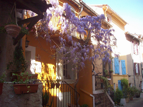 Glycines. Le Rocher, La Garde, Var. by Only Tradition