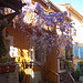 Glycines. Le Rocher, La Garde, Var. par Only Tradition - La Garde 83130 Var Provence France