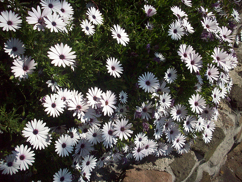 Fleurs d'avril. Le Rocher, La Garde, Var. par Only Tradition