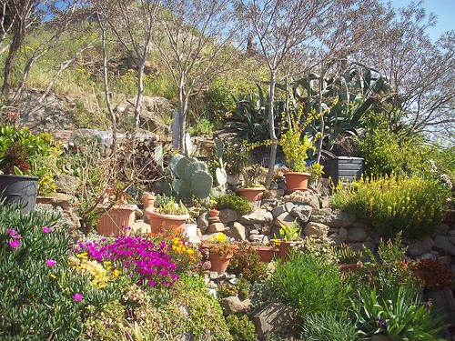 Fleurs d'avril. Le Rocher, La Garde, Var. by Only Tradition