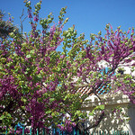 Arbre de Judée. Le Rocher, La Garde, Var. par Only Tradition - La Garde 83130 Var Provence France