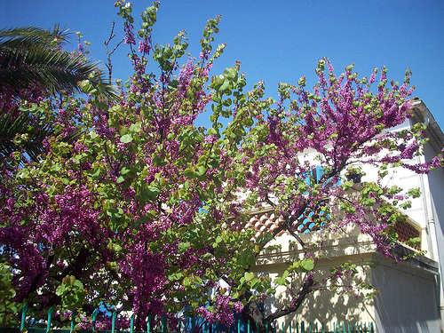 Arbre de Judée. Le Rocher, La Garde, Var. par Only Tradition