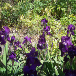 Iris. Le Rocher, La Garde, Var. by Only Tradition - La Garde 83130 Var Provence France