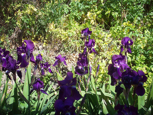 Iris. Le Rocher, La Garde, Var. by Only Tradition
