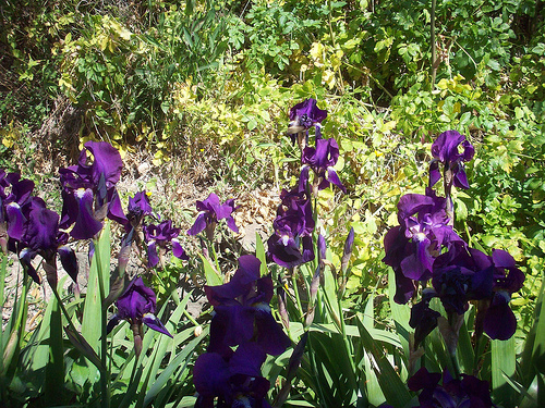 Iris. Le Rocher, La Garde, Var. par Only Tradition