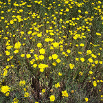 Fleurs d'avril. Le Rocher, La Garde, Var. by Only Tradition - La Garde 83130 Var Provence France