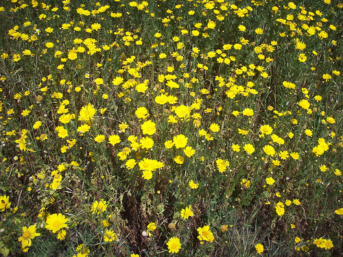 Fleurs d'avril. Le Rocher, La Garde, Var. by Only Tradition