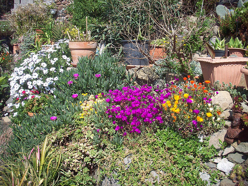 Fleurs d'avril. Le Rocher, La Garde, Var. by Only Tradition