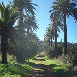 Allée de palmiers à La Seyne-sur-Mer, Var. par Only Tradition - La Seyne sur Mer 83500 Var Provence France