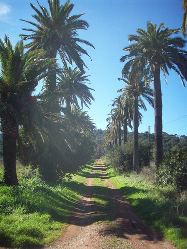 Allée de palmiers à La Seyne-sur-Mer, Var. par Only Tradition