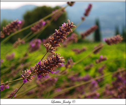 Fleurs des Champs par Letzia