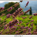 Fleurs des Champs par Letzia - Le Castellet 83330 Var Provence France