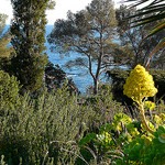 Jardins du Rayol par myvalleylil1 - Rayol Canadel sur Mer 83820 Var Provence France