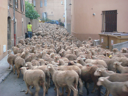 4000 legs of lamb at 6 am par csibon43