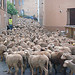 4000 legs of lamb at 6 am by csibon43 - Les Arcs 83460 Var Provence France
