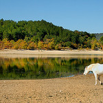 Crin Blanc perdu ? - Lac de Sainte-Croix by Charlottess - Les Salles sur Verdon 83630 Var Provence France