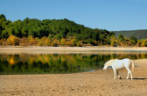 Crin Blanc perdu ? - Lac de Sainte-Croix par Charlottess