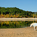 Crin Blanc perdu ? - Lac de Sainte-Croix par Charlottess - Les Salles sur Verdon 83630 Var Provence France