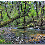 Sous les frondaisons - Mazaugues (83) par Charlottess - Mazaugues 83136 Var Provence France