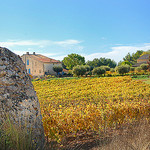 Vignoble - Vaucluse par Charlottess - Pertuis 84120 Var Provence France