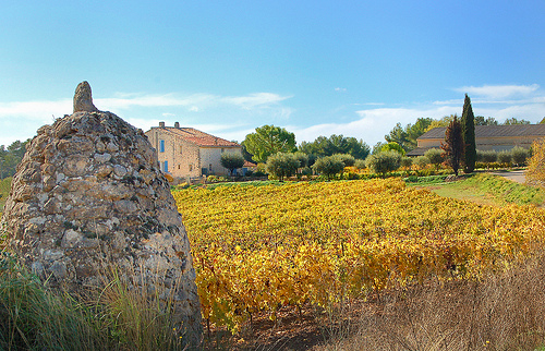 Vignoble - Vaucluse by Charlottess