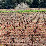 Les vignes et l'arbre - Pierrefeu par Charlottess - Pierrefeu du Var 83390 Var Provence France