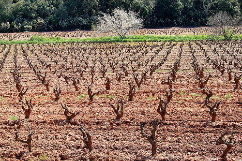 Les vignes et l'arbre - Pierrefeu par Charlottess