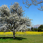 Les couleurs du printemps sont arrivées by myvalleylil1. - Plan d'Aups 83640 Var Provence France