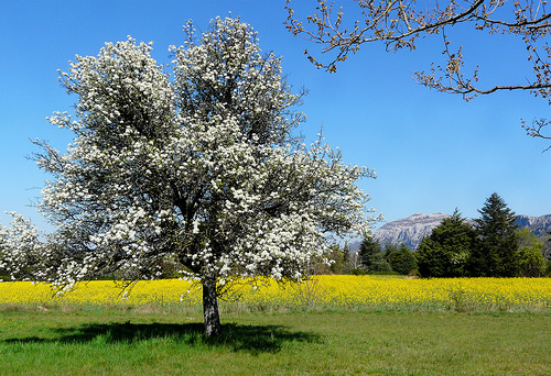 Les couleurs du printemps sont arrivées par myvalleylil1.