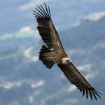 Le vol du vautour fauve - Gyps fulvus - Griffon Vulture by Fred Scoffier - Plan d'Aups 83640 Var Provence France