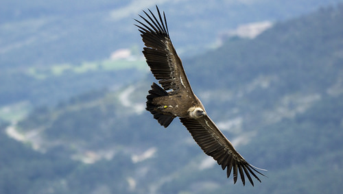 Le vol du vautour fauve - Gyps fulvus - Griffon Vulture by Fred Scoffier