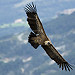 Le vol du vautour fauve - Gyps fulvus - Griffon Vulture par Fred Scoffier - Plan d'Aups 83640 Var Provence France